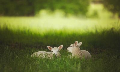 Two white lambs sat in a field of green grass