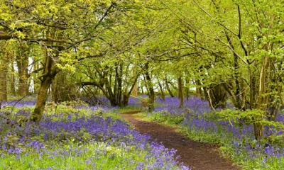 A pathway surrounded by bluebells and trees