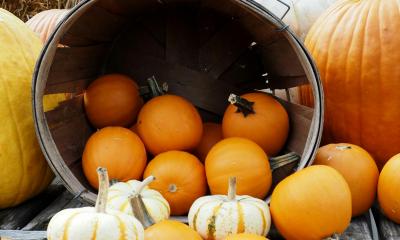 Pumpkins